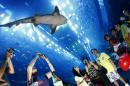 Dubai Aquarium & Underwater Zoo