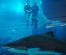 В Дубай може да плувате с акули