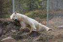 Откриха най-големия парк за бели мечки в Света