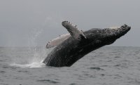Наблюдение на китове в Еквадор