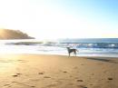 Куче на плаж
