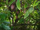 Какаово дърво