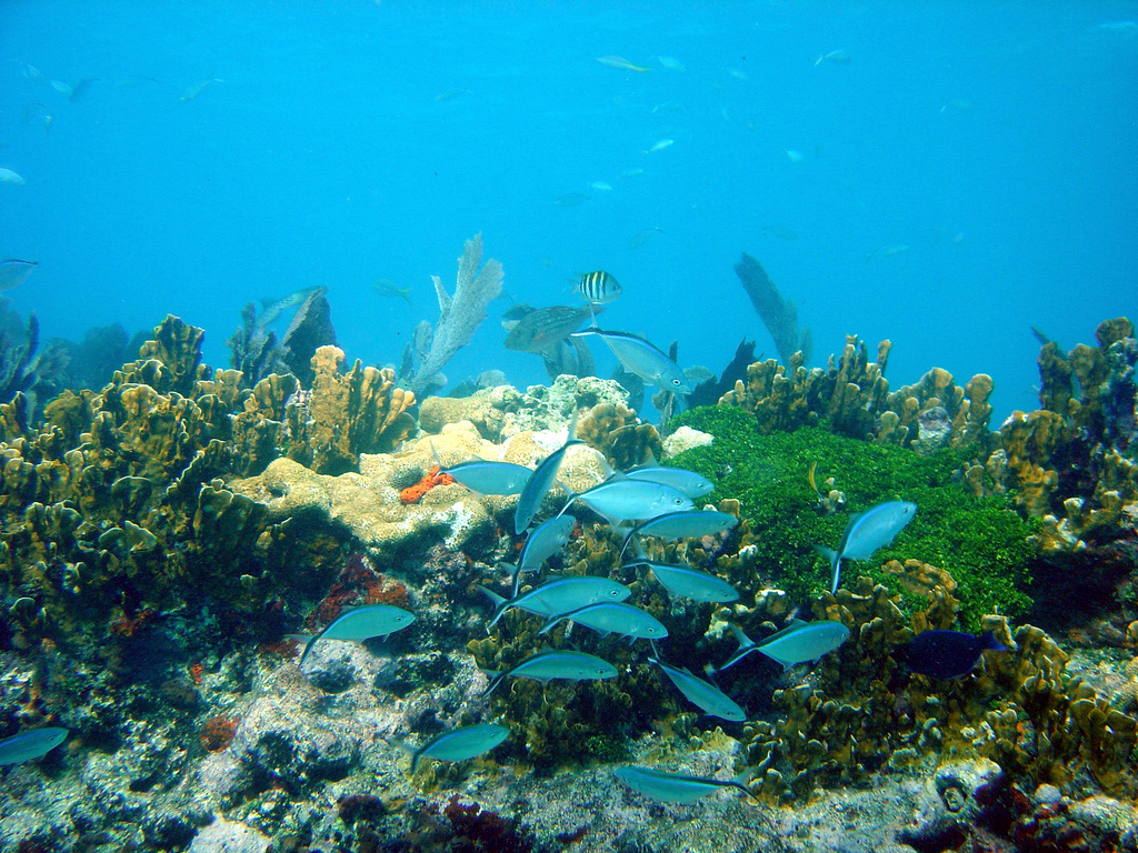 John Pennekamp Coral Reef State Park