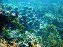 John Pennekamp Coral Reef State Park