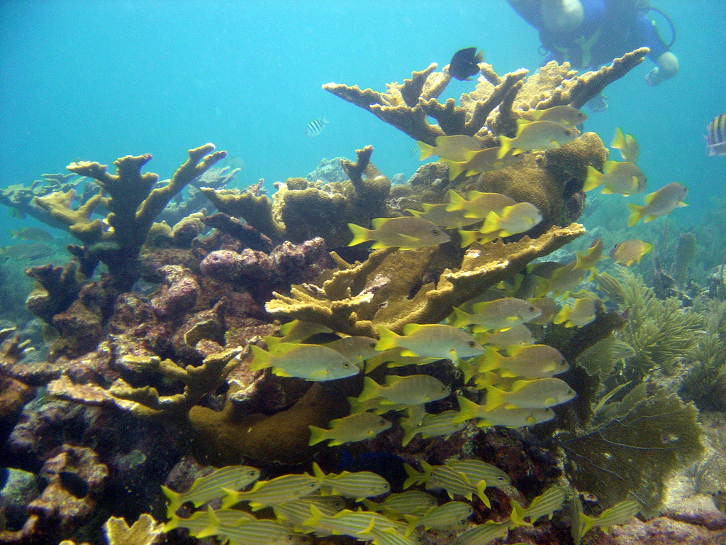 John Pennekamp Coral Reef State Park