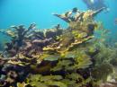 John Pennekamp Coral Reef State Park