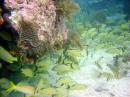 John Pennekamp Coral Reef State Park