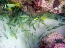 John Pennekamp Coral Reef State Park