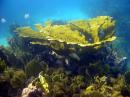 John Pennekamp Coral Reef State Park