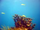 John Pennekamp Coral Reef State Park