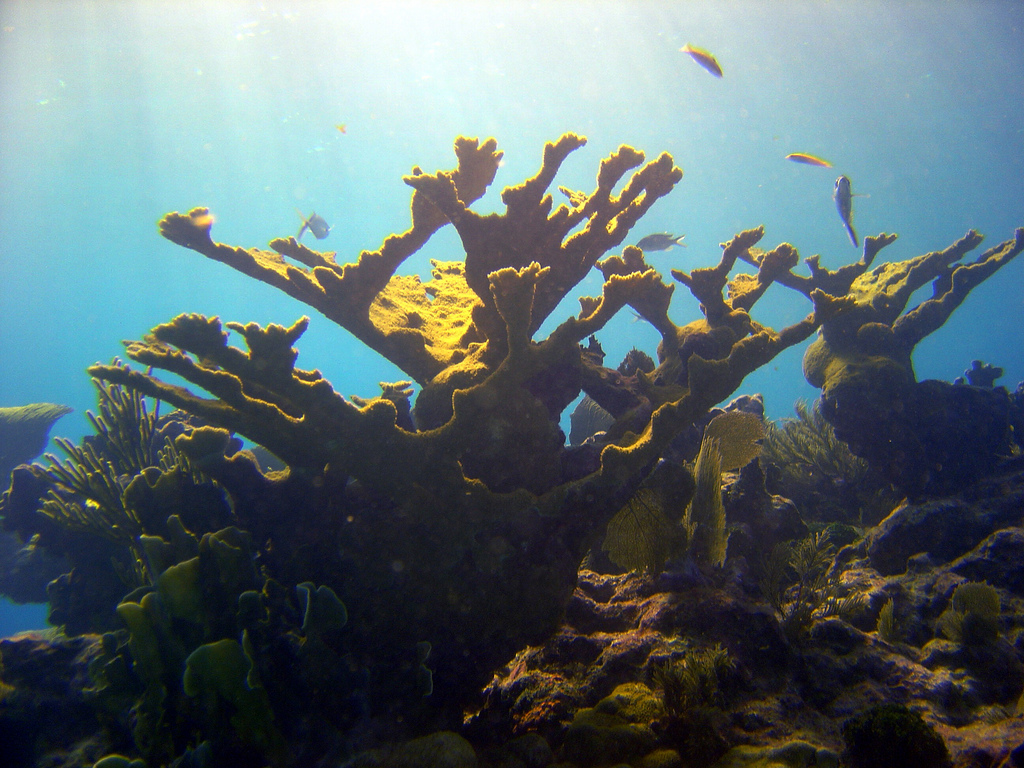 John Pennekamp Coral Reef State Park