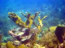 John Pennekamp Coral Reef State Park