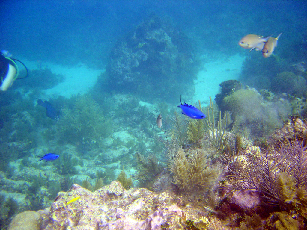 John Pennekamp Coral Reef State Park