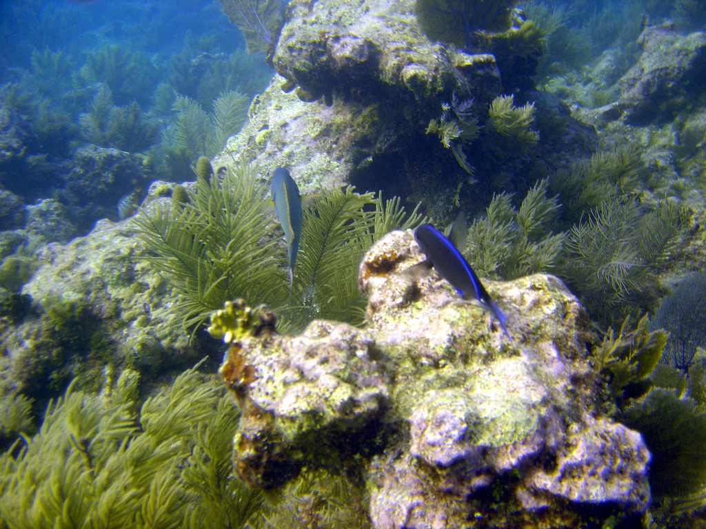 John Pennekamp Coral Reef State Park