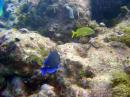 John Pennekamp Coral Reef State Park