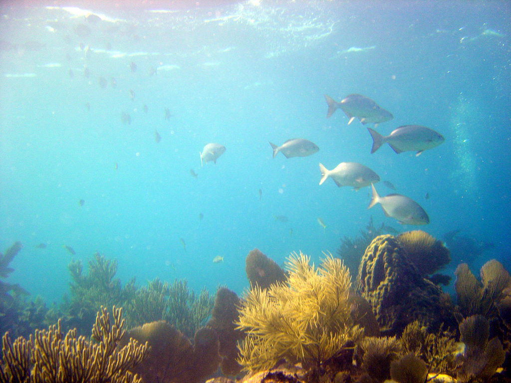 John Pennekamp Coral Reef State Park