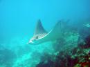 John Pennekamp Coral Reef State Park