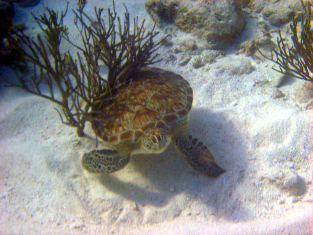 John Pennekamp Coral Reef State Park