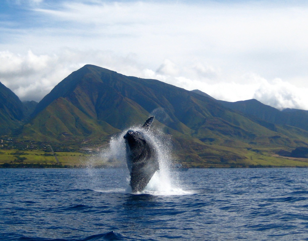 Китове на остров Мауи