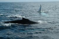 Започва сезонът на китовете в Исландия