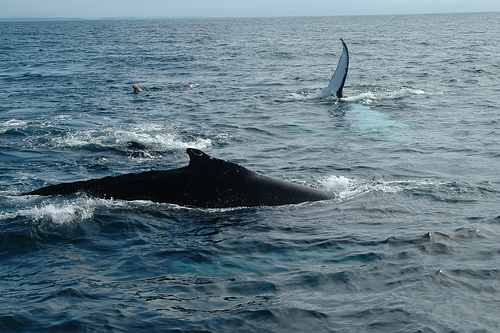Китове в Исландия