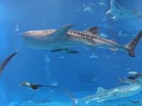 Уникално видео от океанариума Чурауми